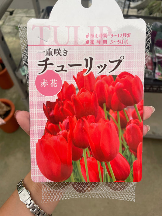 No.07001　チューリップ球根　一重咲き赤花　5球入り