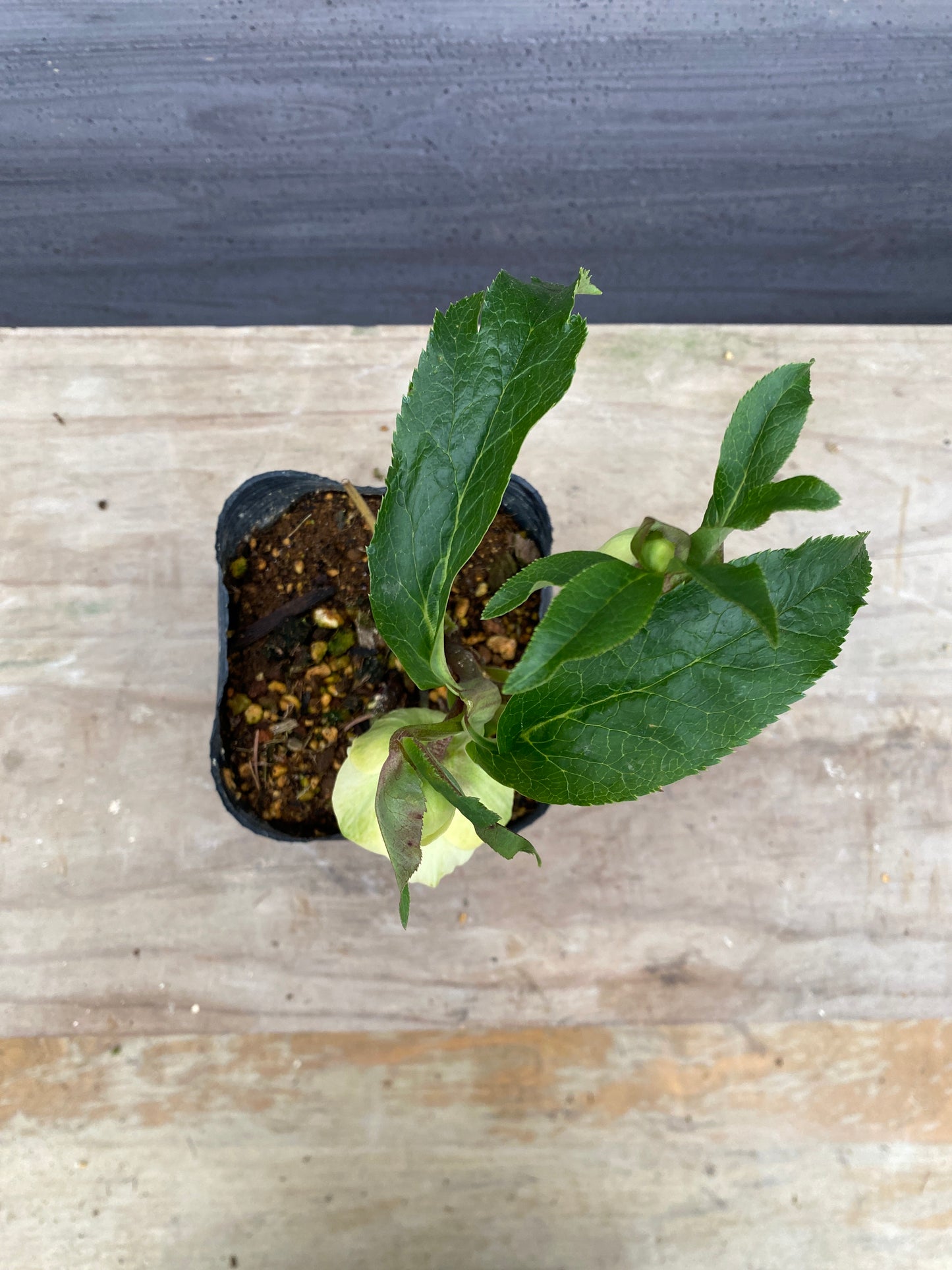 No.05111　横山園芸★クリスマスローズ　プリマドレス　5号苗ポット