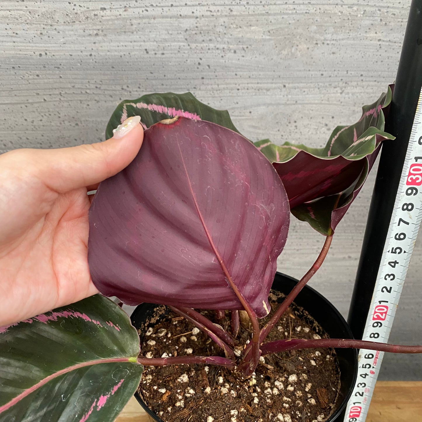 市場仕入れ即売会　No.25041　カラテア　ドッティー　5号鉢