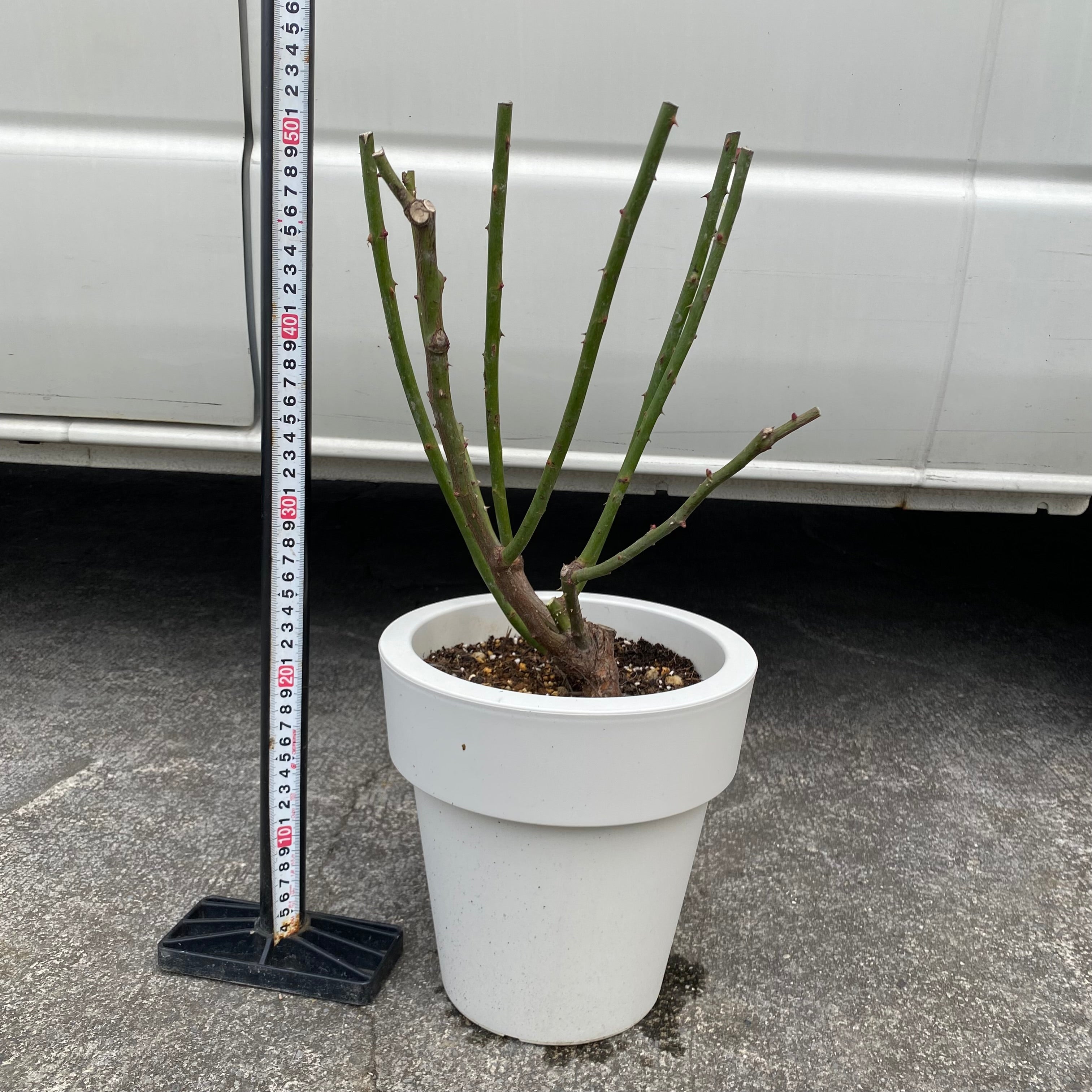 Pickup 全ての商品 – 植物家族
