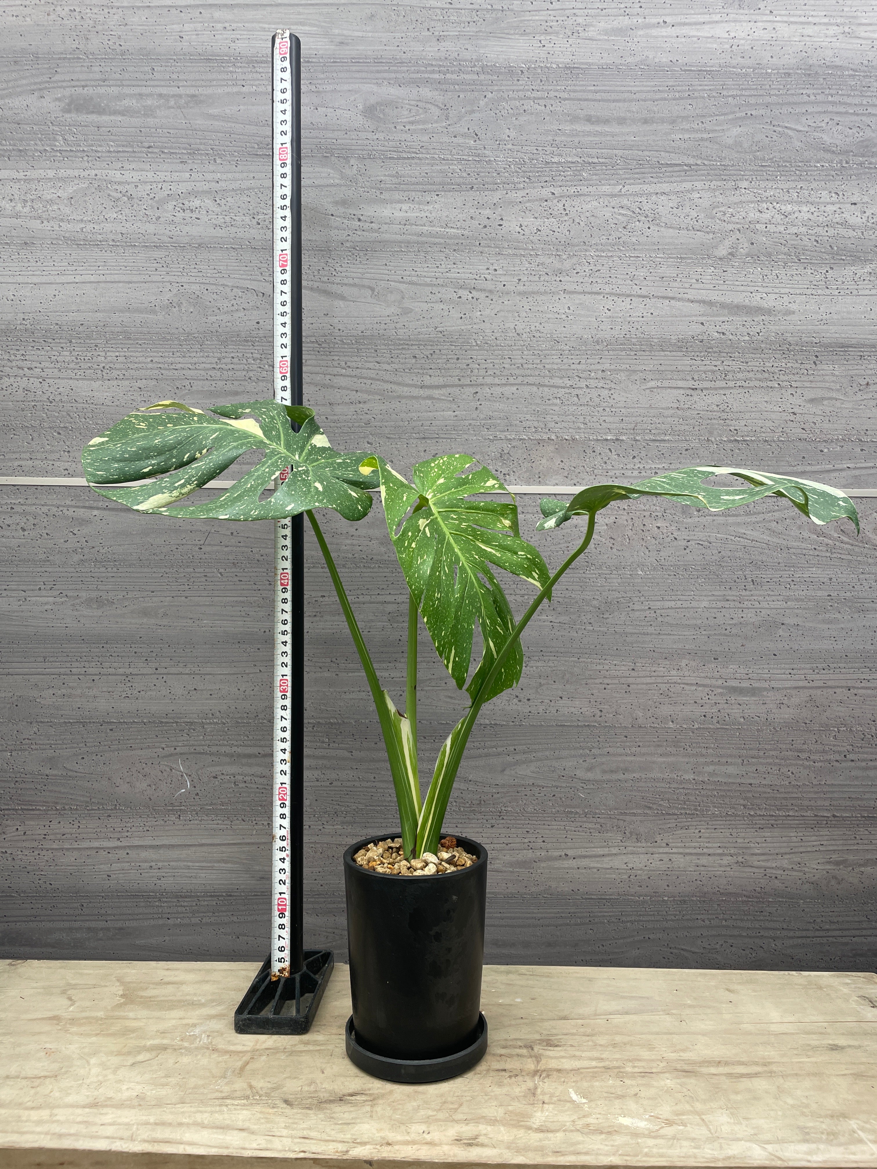 Pickup 全ての商品 – 植物家族