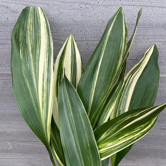 No.1310　縞葉蘭（シマハラン）5.5号鉢