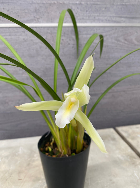 石田蘭園★和蘭　夕月夜(香る蘭)   蘭用肥料プレゼント