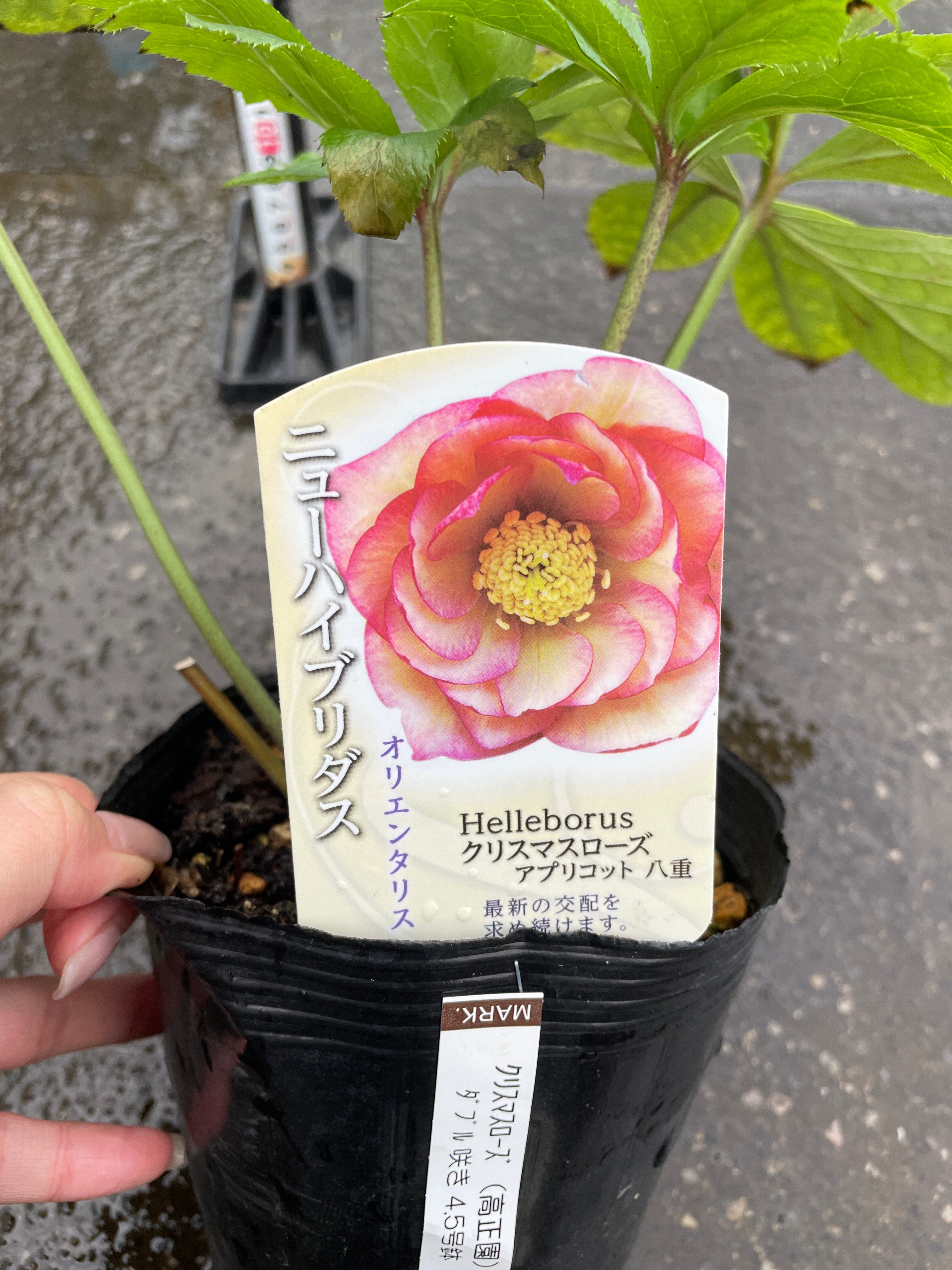 商品 – 植物家族