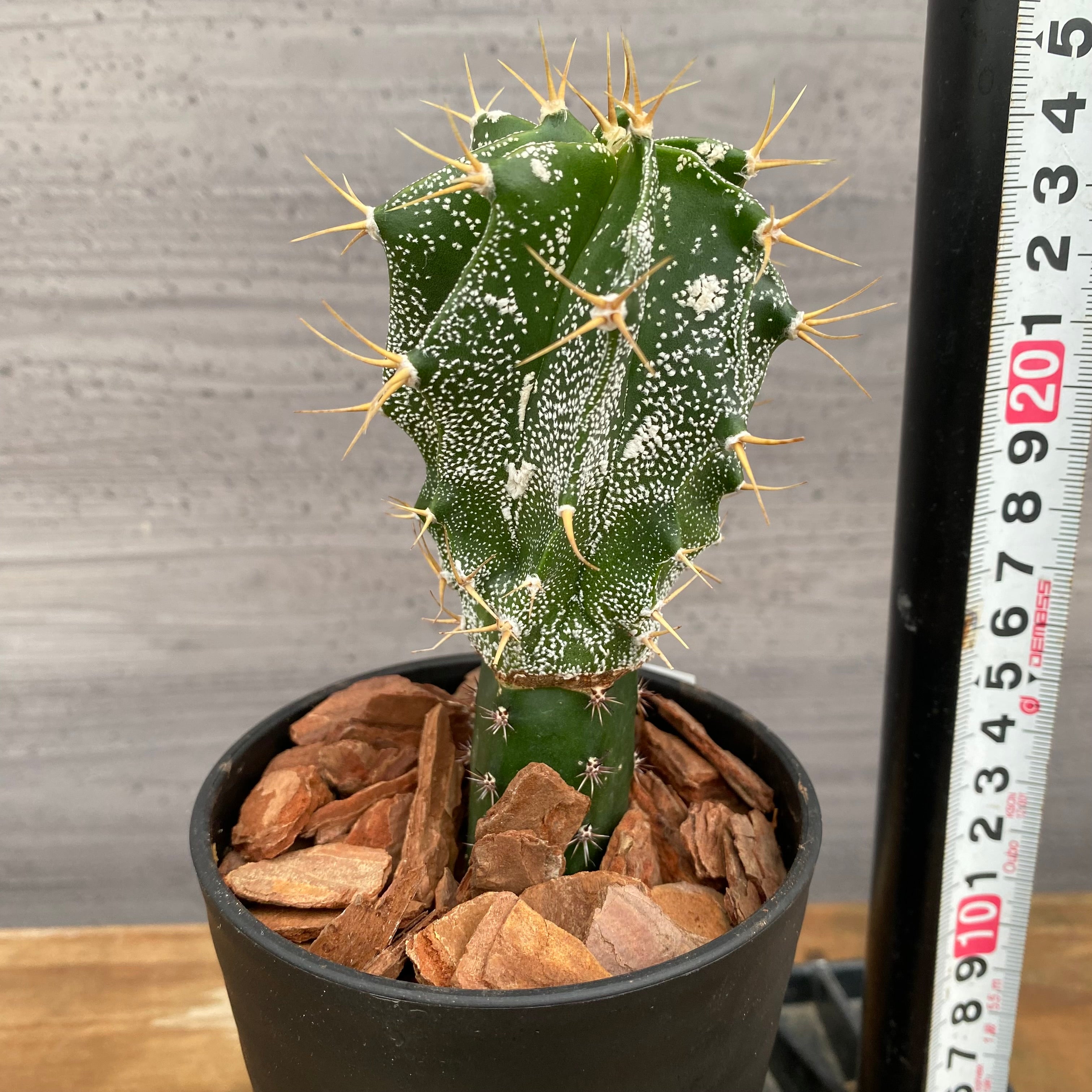 市場仕入れ即売会 No.25061 サボテン接ぎ木G 3号鉢 – 植物家族