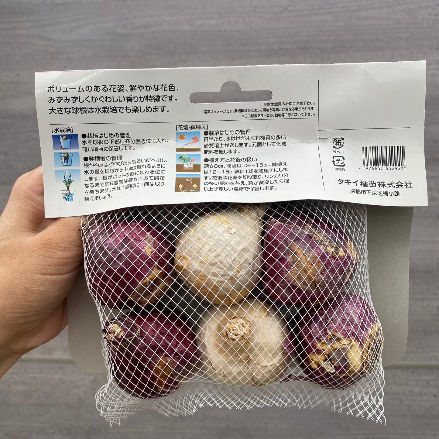 ヒヤシンス　球根　ピンクファンタジー