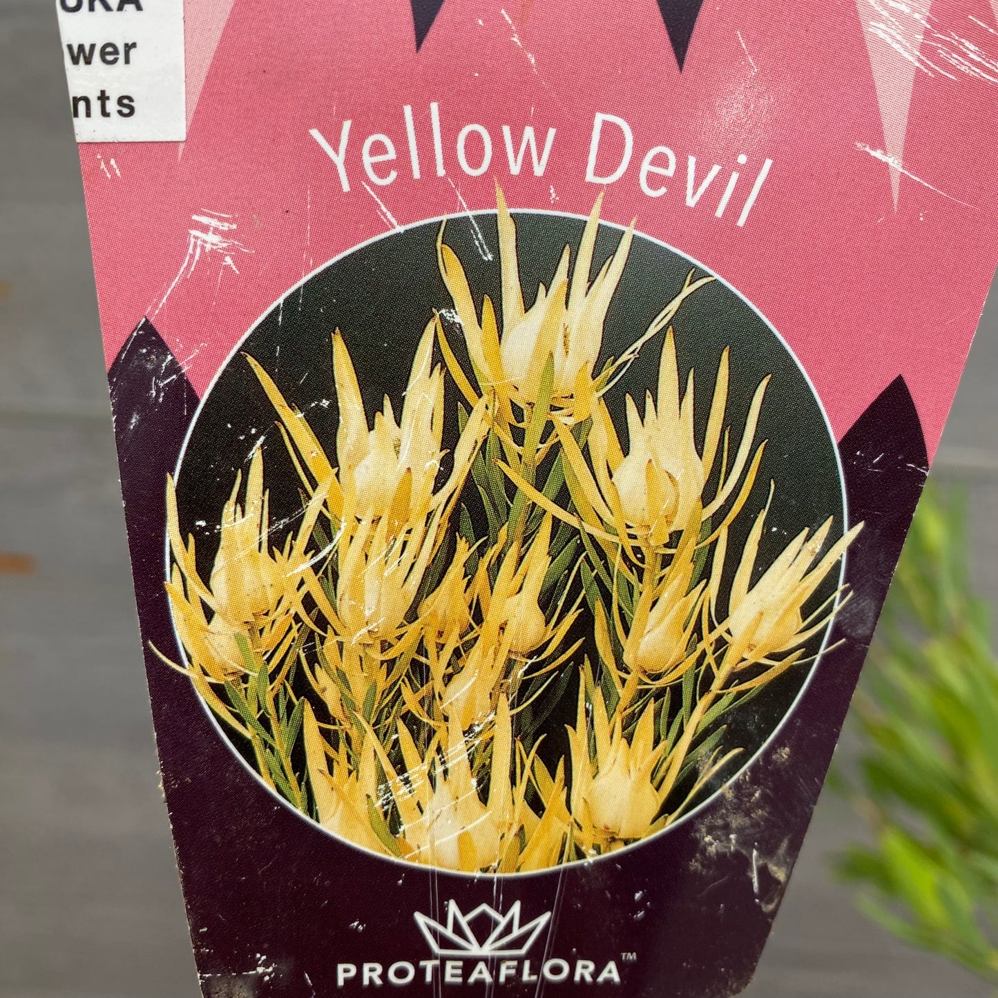 リュウカデンドロン　イエローデビル　No.1　オリジナルポット