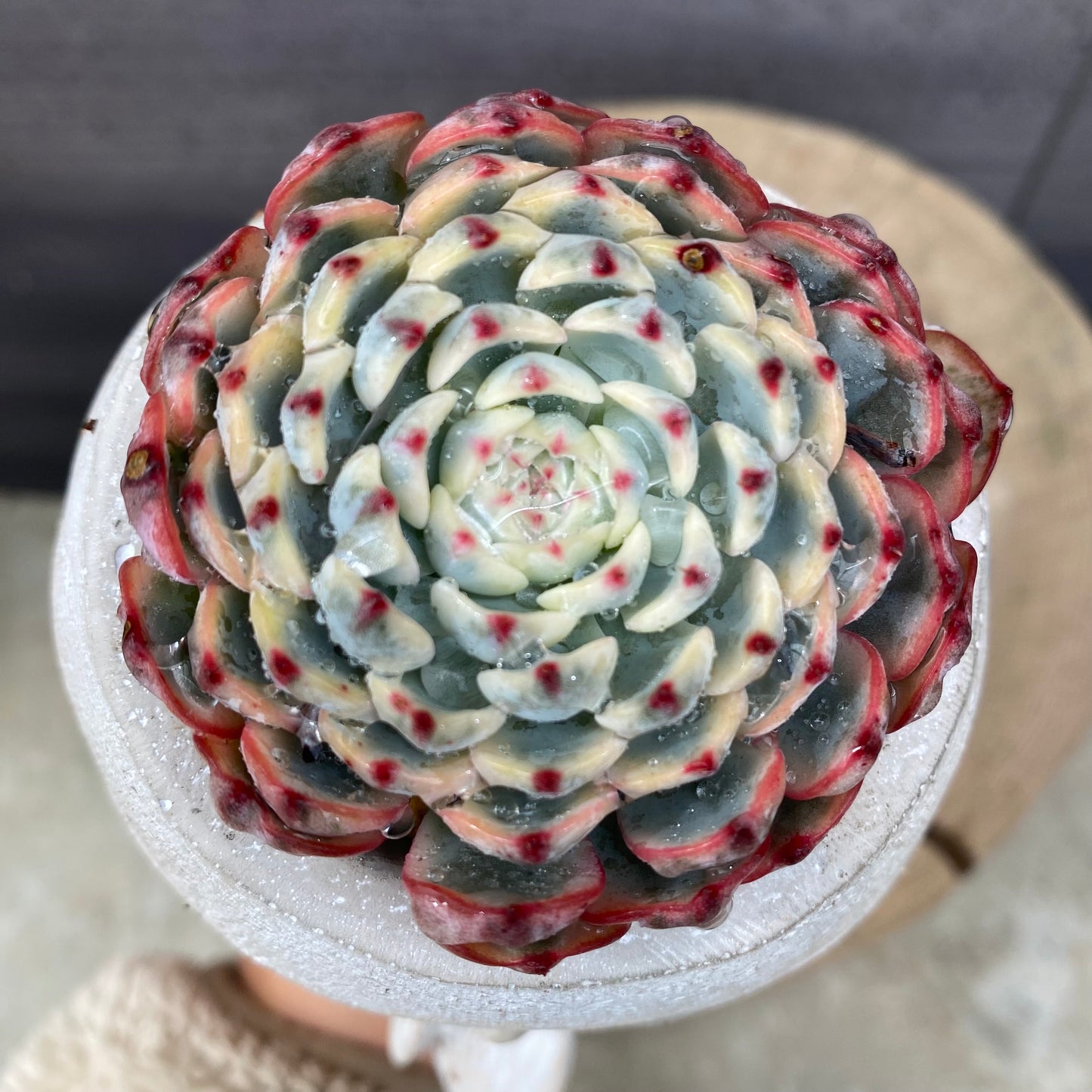 エケベリア　ホワイトミニマ錦　ガールポットB