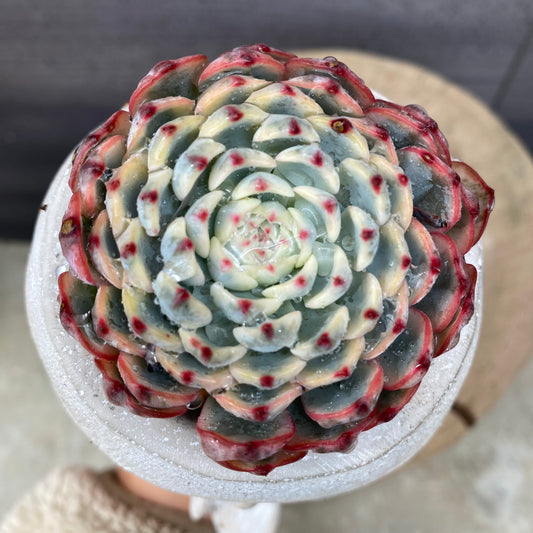 エケベリア　ホワイトミニマ錦　ガールポットB