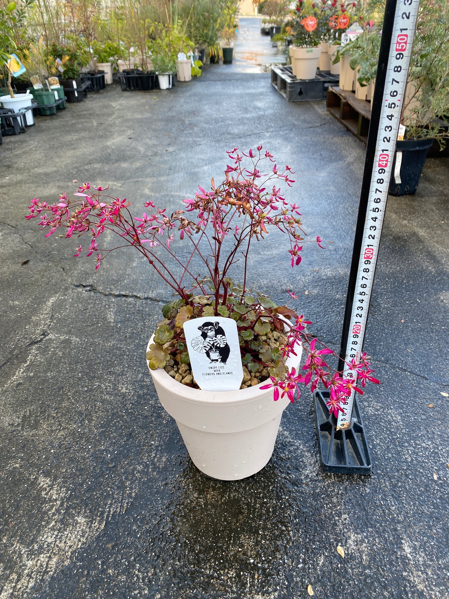 農場創業祭 No.26016　西洋大文字草　タリー　6号オリジナルベージュポット