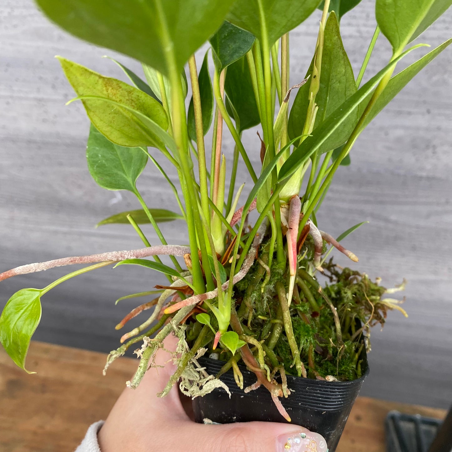 市場仕入れ即売会　No.25046　アンスリウム　2.5号苗ポット