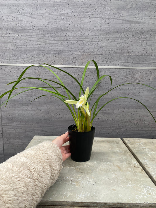 石田蘭園★和蘭 夕月夜(香る蘭) 蘭用肥料プレゼント