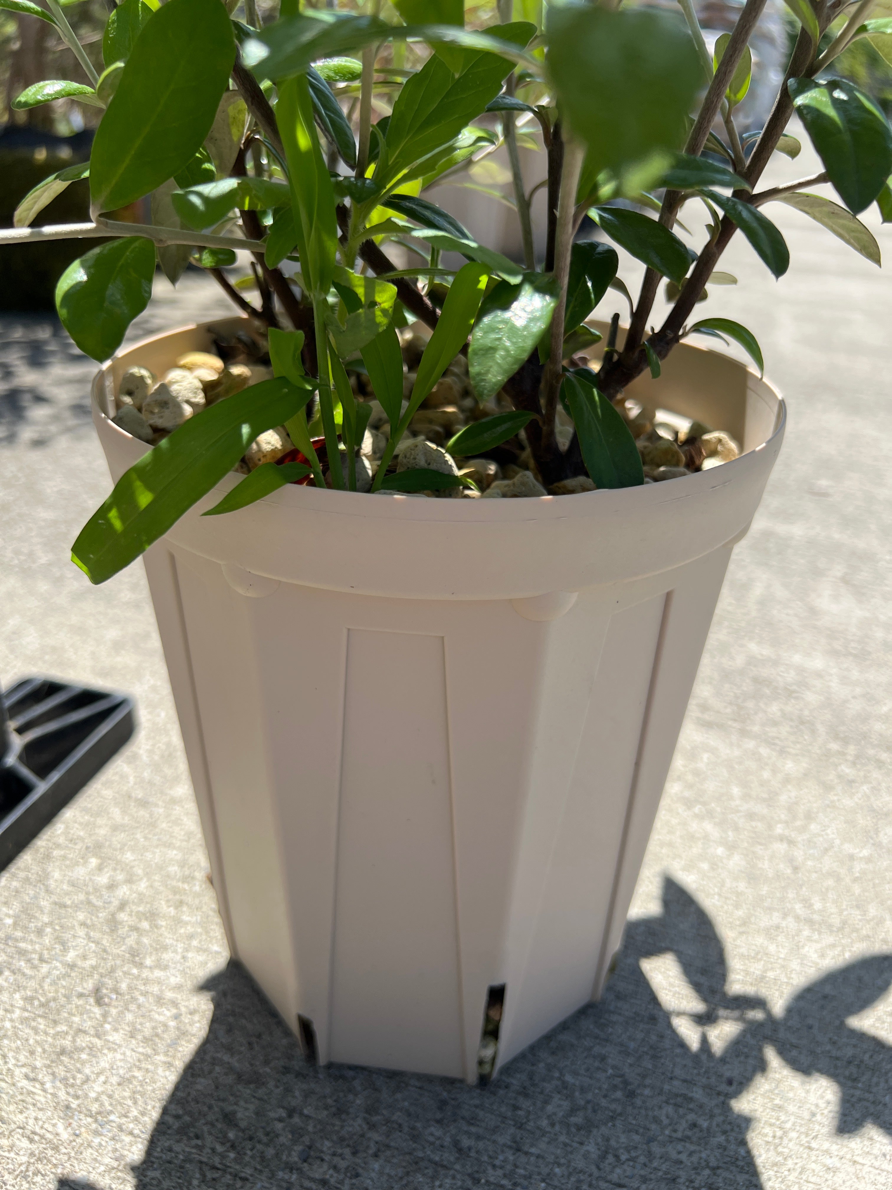 Pickup 全ての商品 – 植物家族
