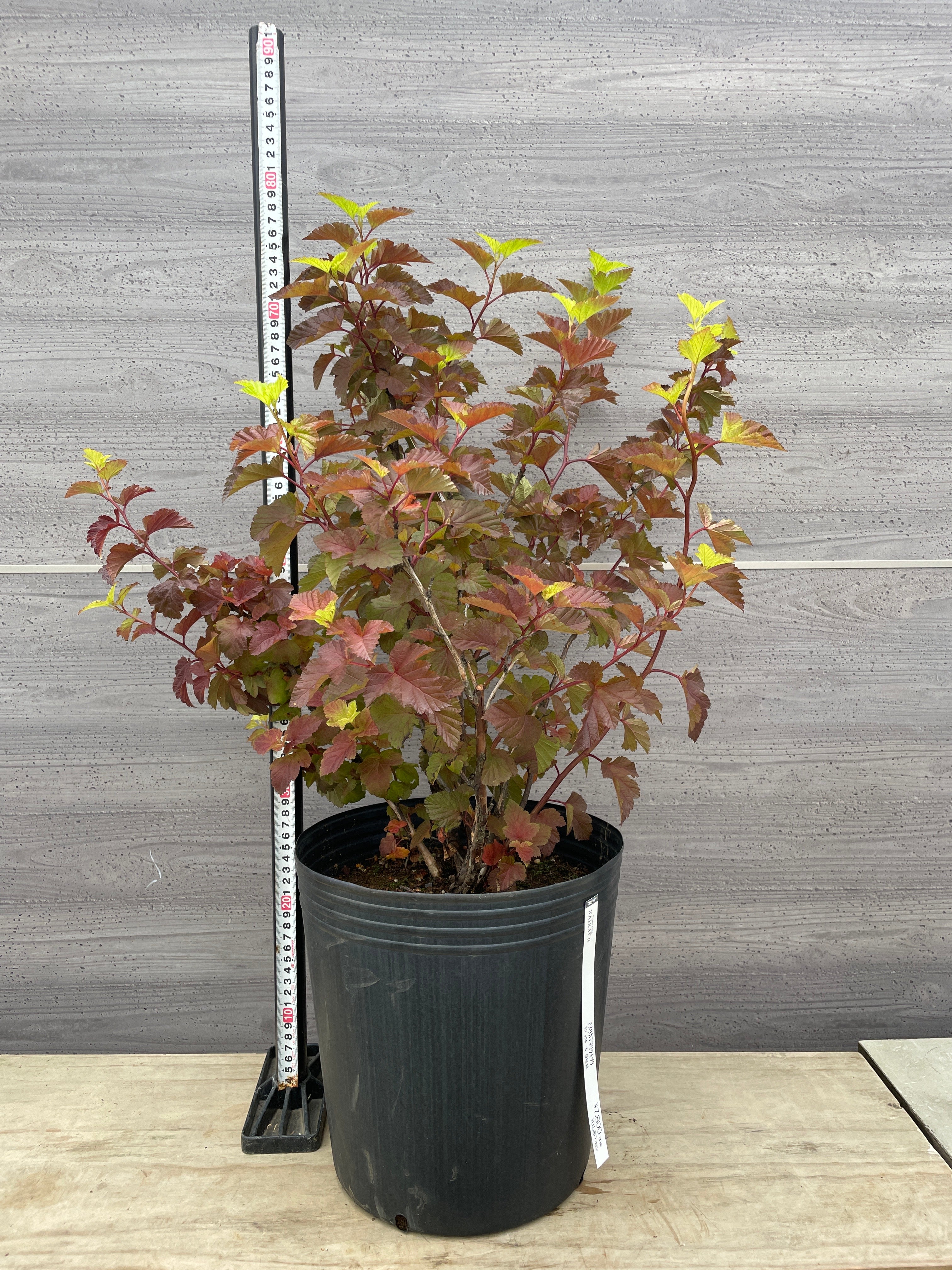 植物 – 植物家族