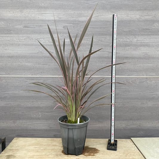 No.1304　ニューサイラン　ピンクストライプ　7号鉢