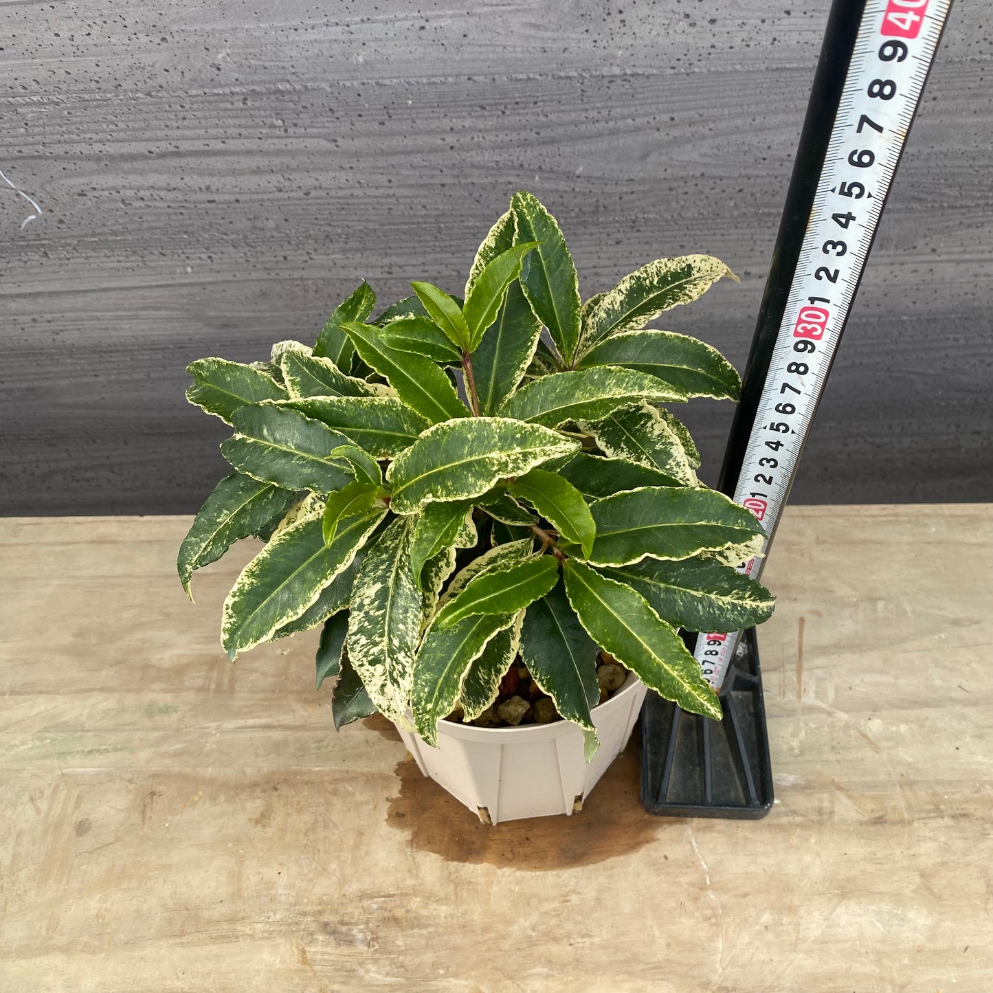 万両　斑入り　曙大鵬　５号スリット鉢/オリジナル色