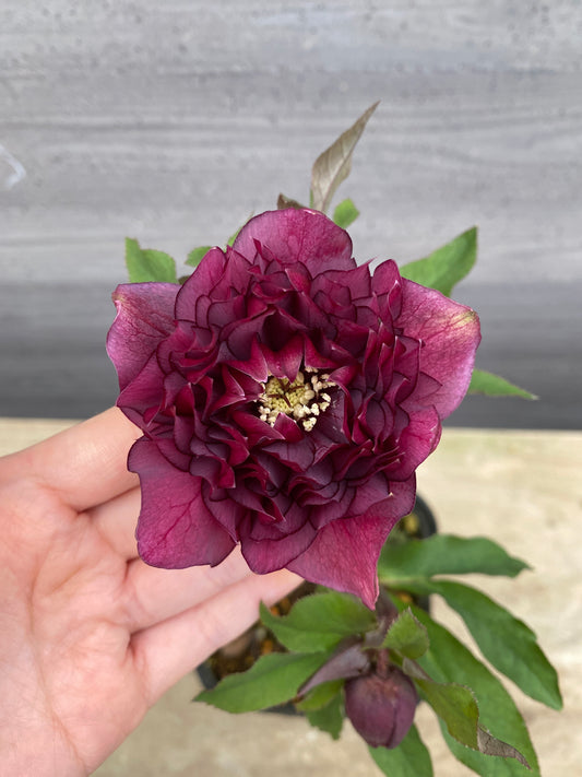 No.05102　横山園芸★クリスマスローズ　プリマドレス　5号苗ポット