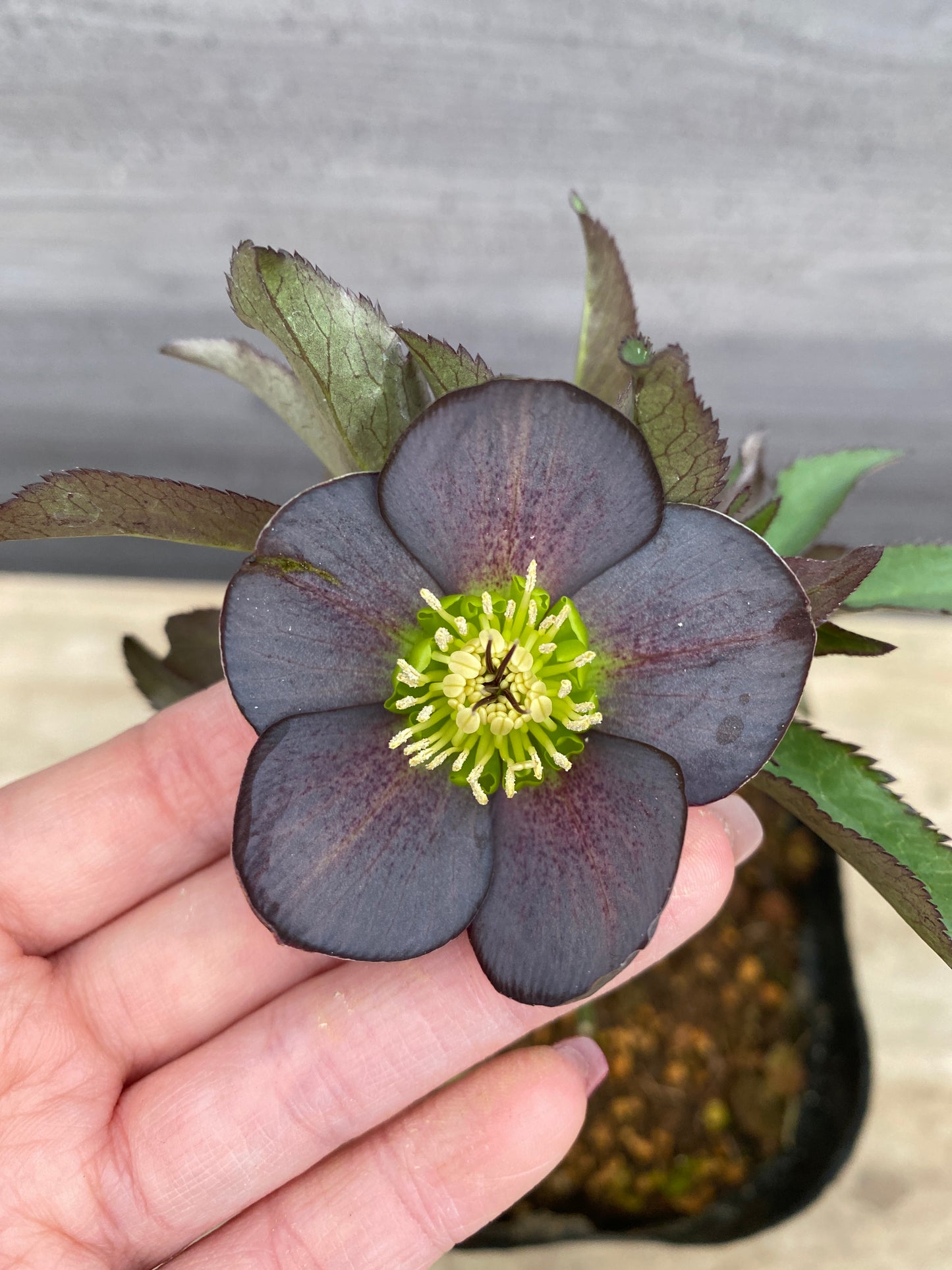 No.05088　横山園芸★クリスマスローズ　シングル咲き　5号苗ポット