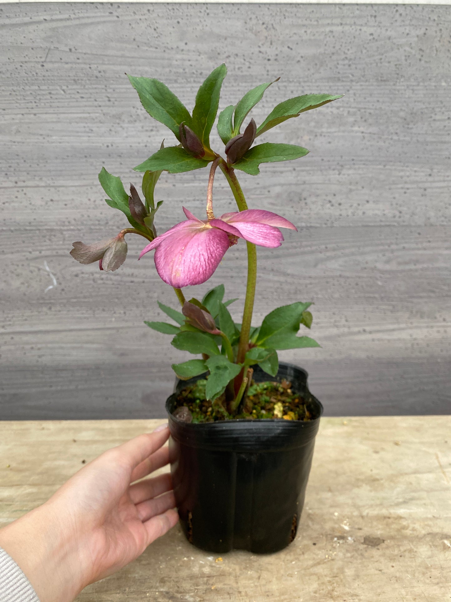 No.05119　横山園芸★クリスマスローズ　プリマドレス　5号苗ポット