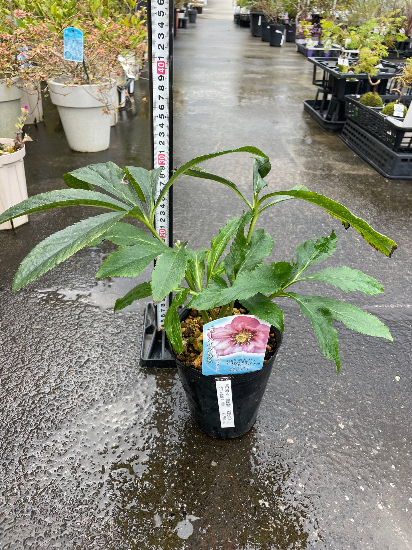 M37　クリスマスローズ　ピンクスポット八重　4.5号苗ポット