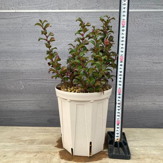 ルコテー カーリーレッド 6号スリット鉢/オリジナル色