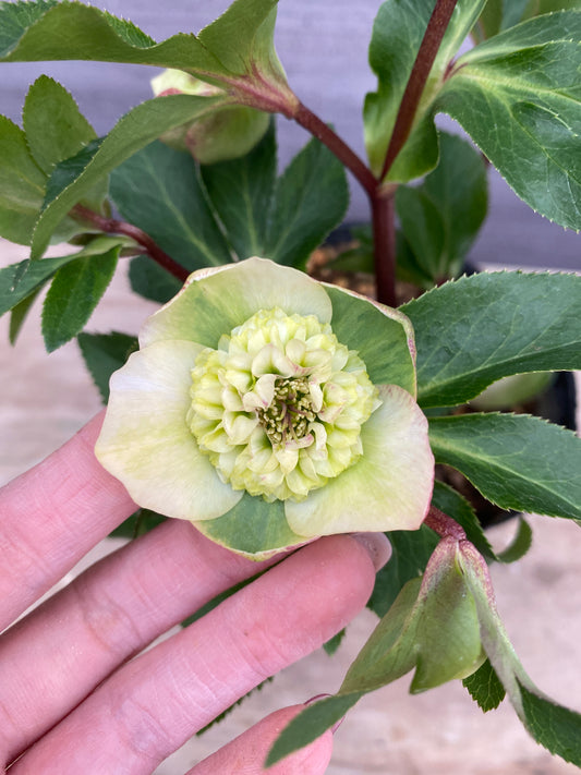 No.05120 横山園芸★クリスマスローズ プリマドレス 5号苗ポット