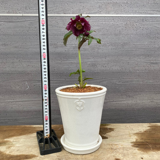 No.12041　クリスマスローズ　花郷園さんオリジナル5号陶器鉢