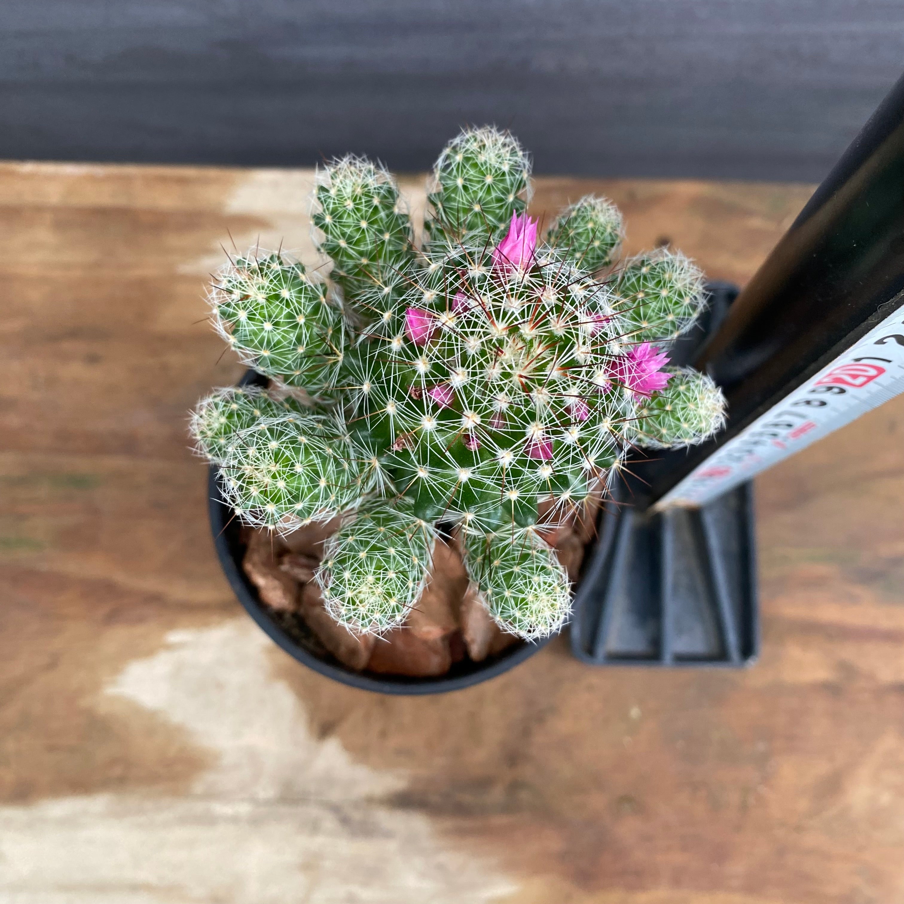 市場仕入れ即売会 No.25066 サボテン接ぎ木L 3号鉢 – 植物家族