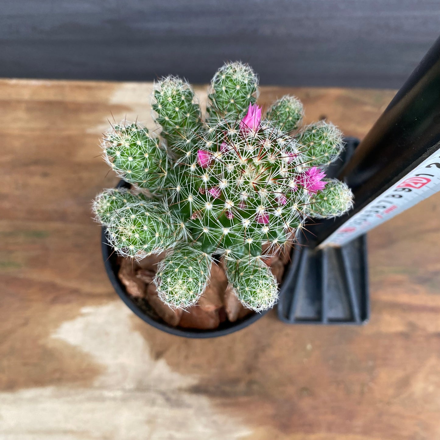 市場仕入れ即売会　No.25066　サボテン接ぎ木L　3号鉢