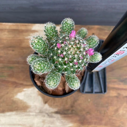 市場仕入れ即売会　No.25066　サボテン接ぎ木L　3号鉢