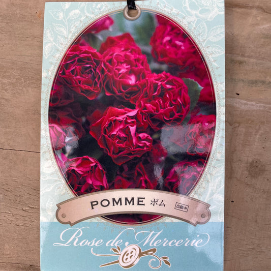 薔薇 ポム 7号おすすめ白ポット