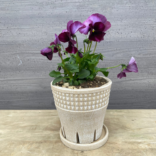 No.07024 ビオラ スリットポット