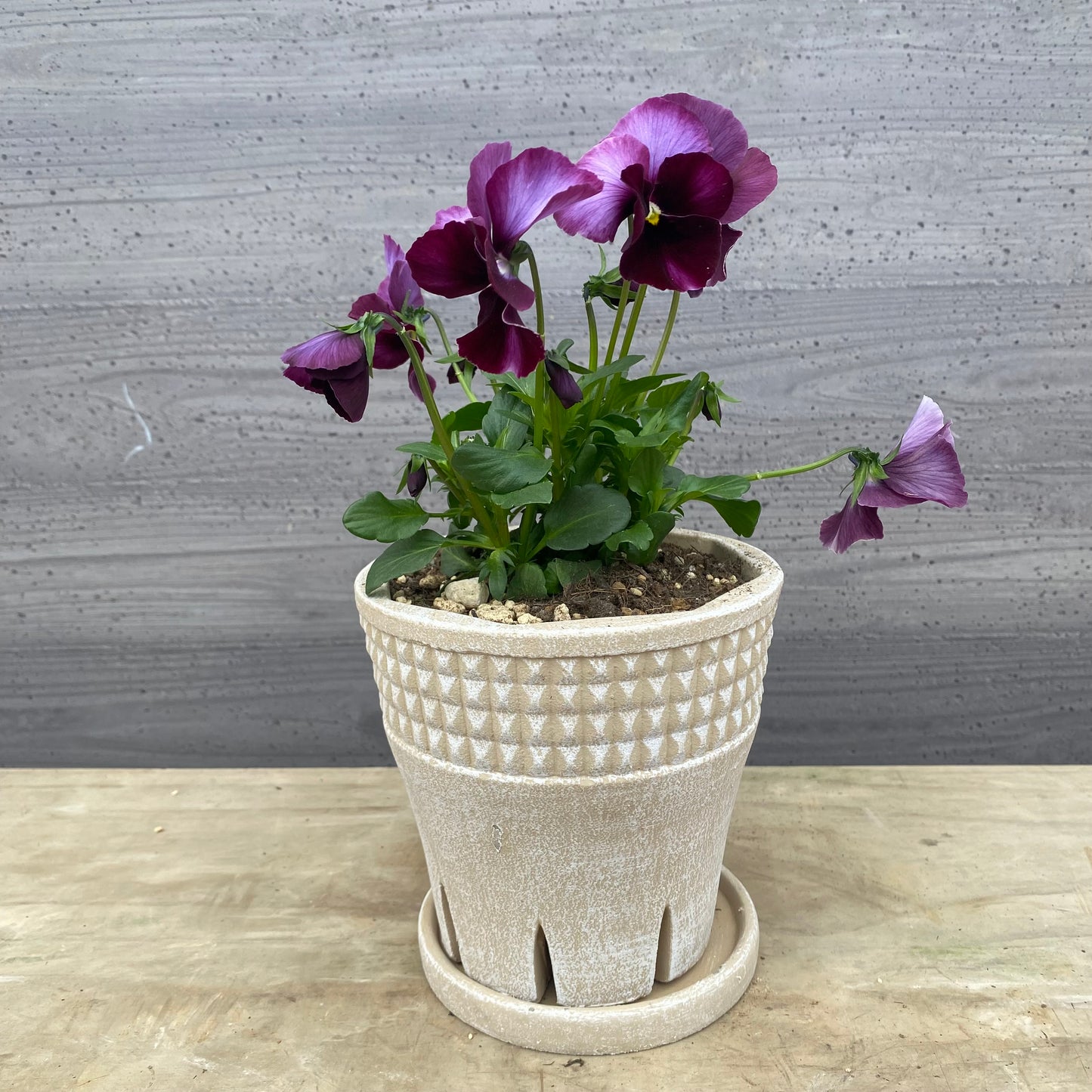 No.07024　ビオラ　スリットポット