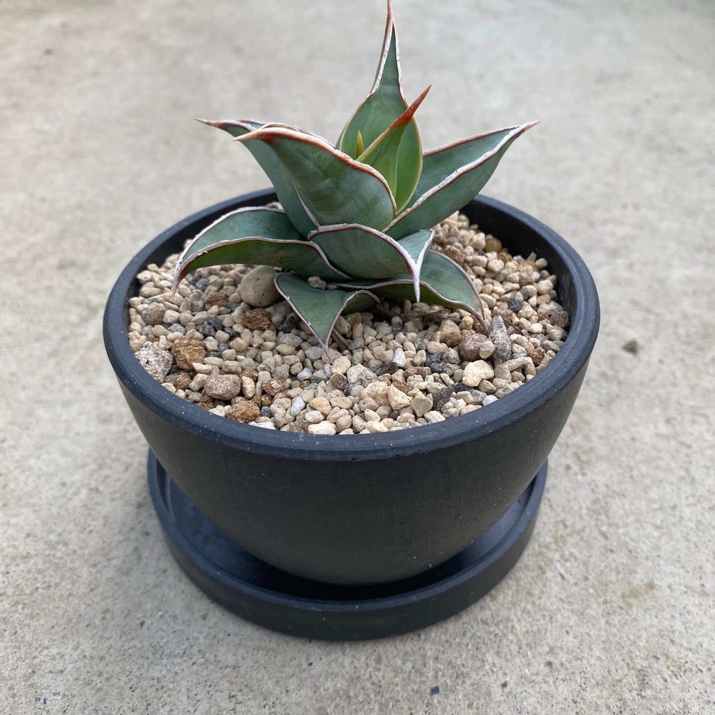 06048　サンスベリア　ピングイキュラ　硬質ポット　受皿付き