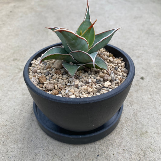 06048　サンスベリア　ピングイキュラ　硬質ポット　受皿付き