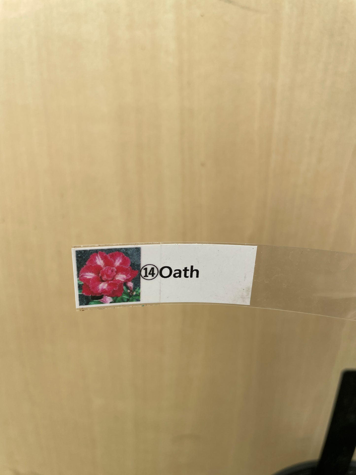 No.04048　アデニウム　Oath　4号鉢