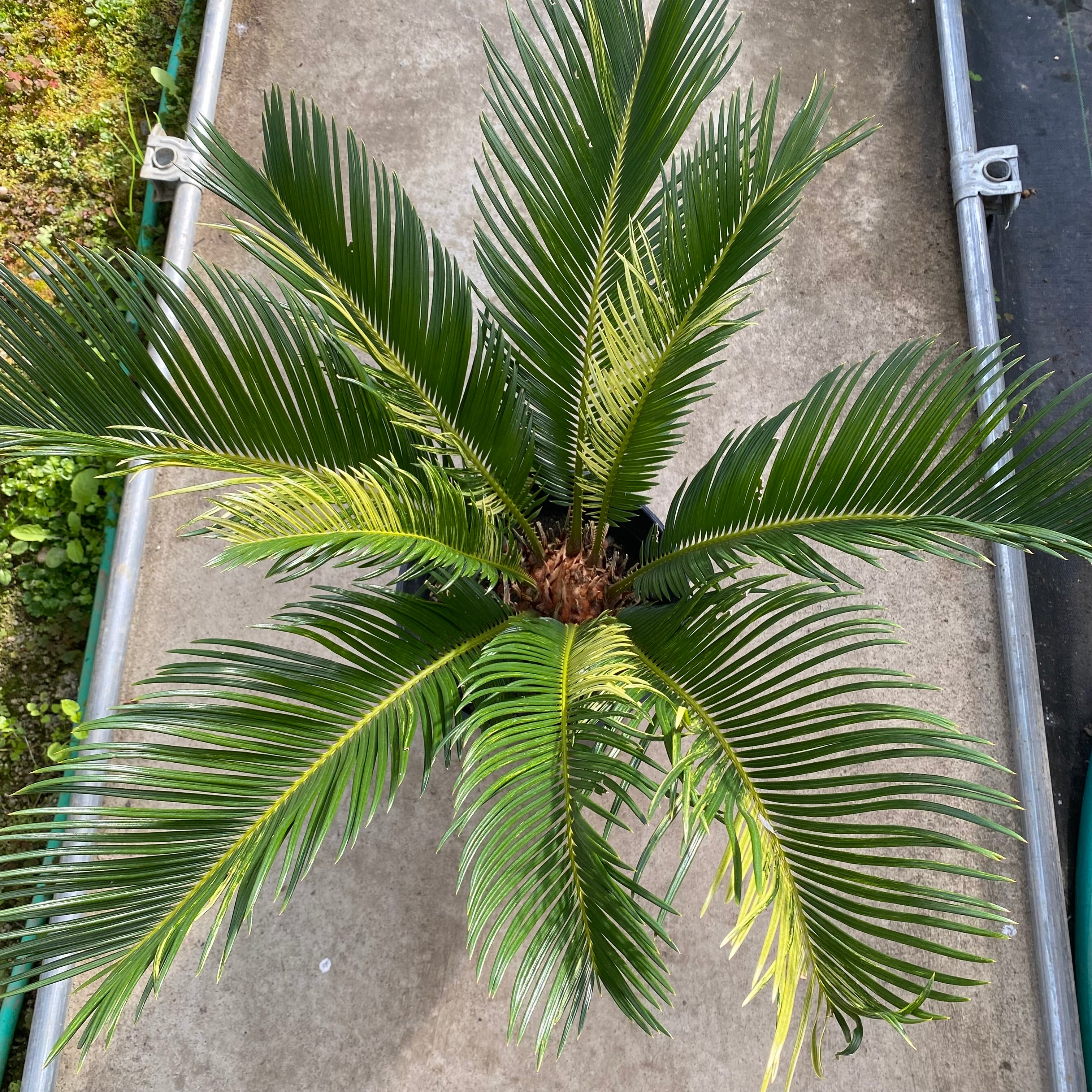 06055 斑入りソテツ 7号鉢 – 植物家族