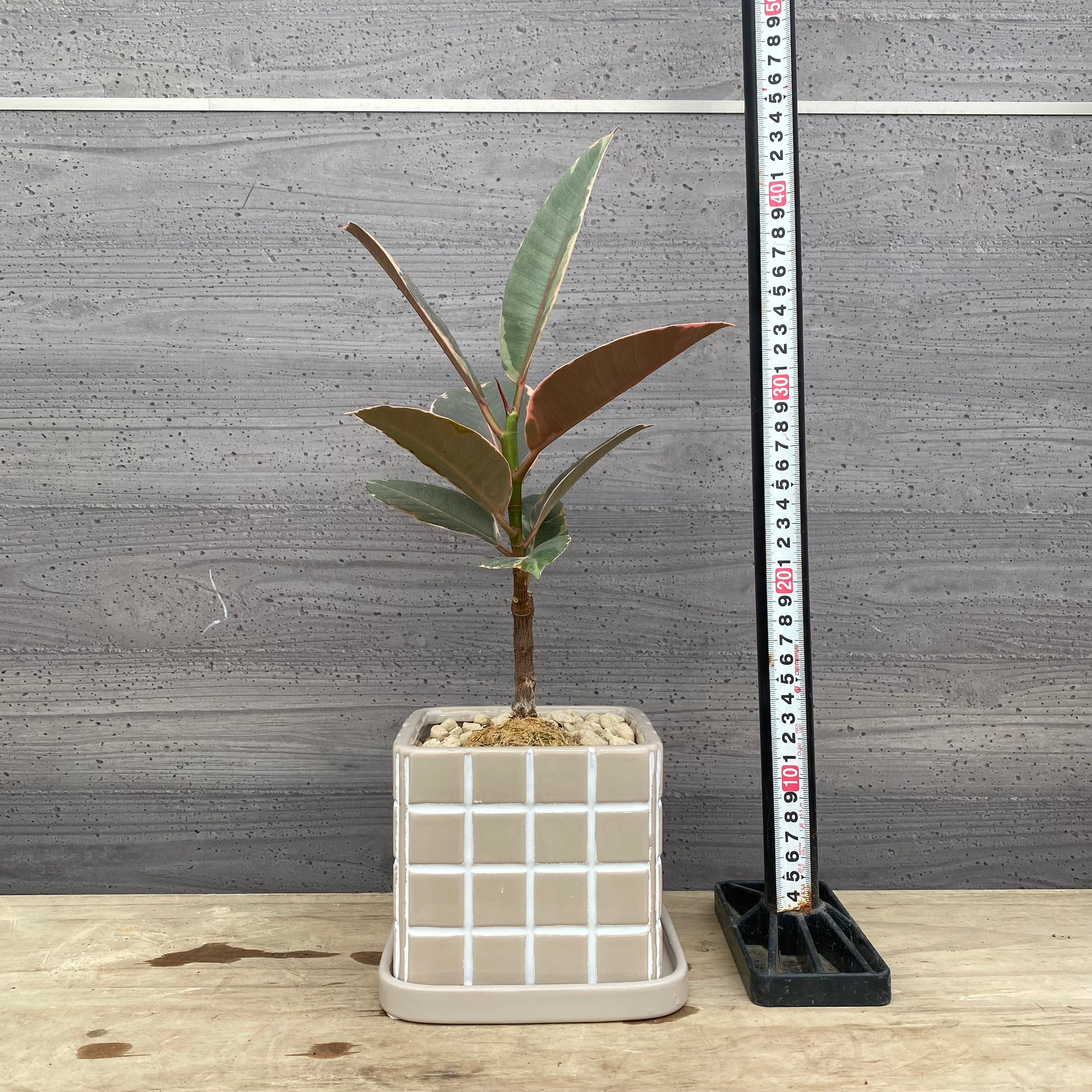 その他観葉植物 BEBE Pickup 全ての商品 – 植物家族