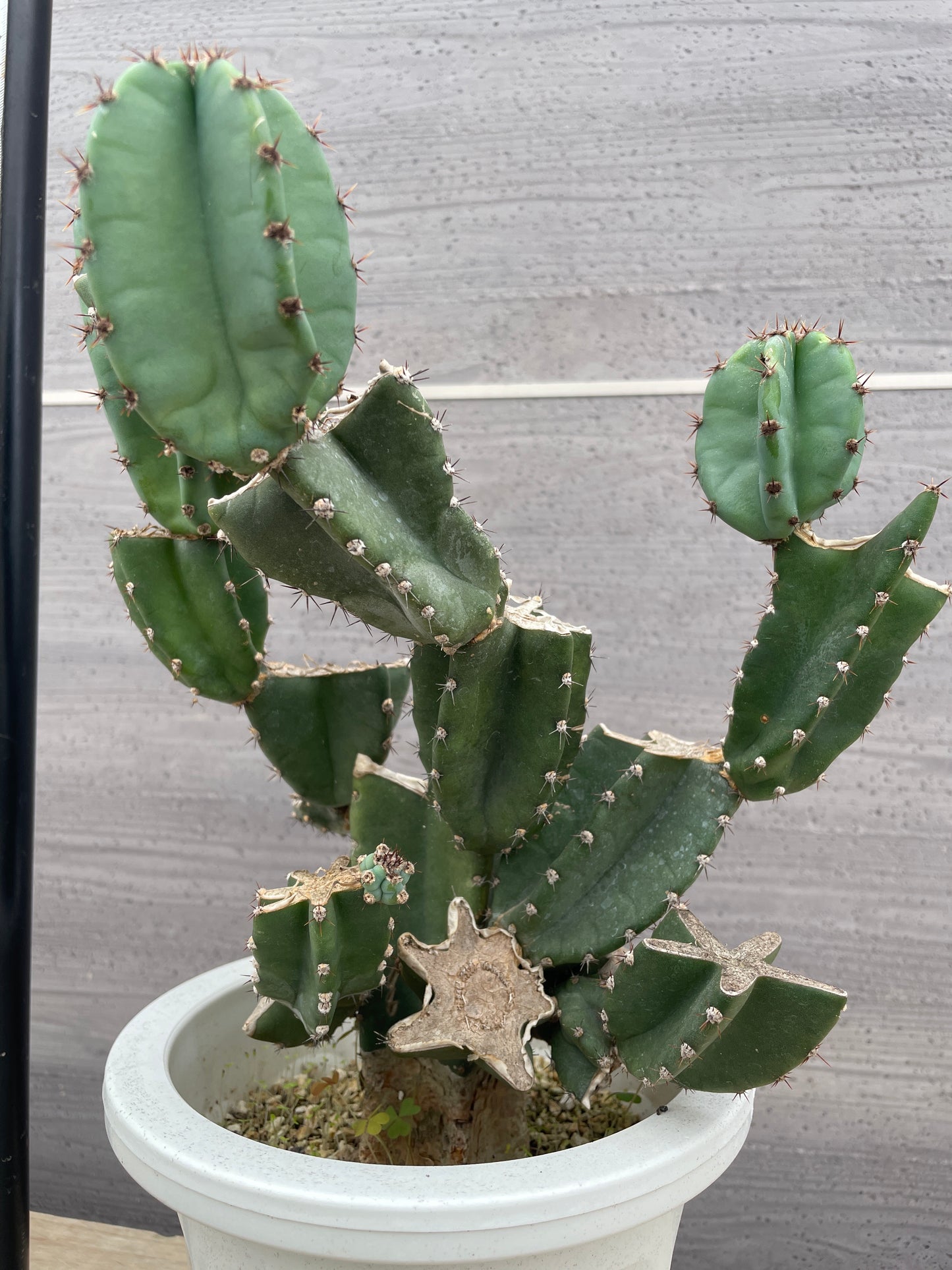 No.17006　サボテン　6号鉢