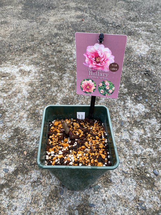 農場創業祭 No.26077 シャクヤク ヒラリー