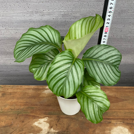 市場仕入れ即売会　No.25039　カラテア　オリビフォリア　5号鉢