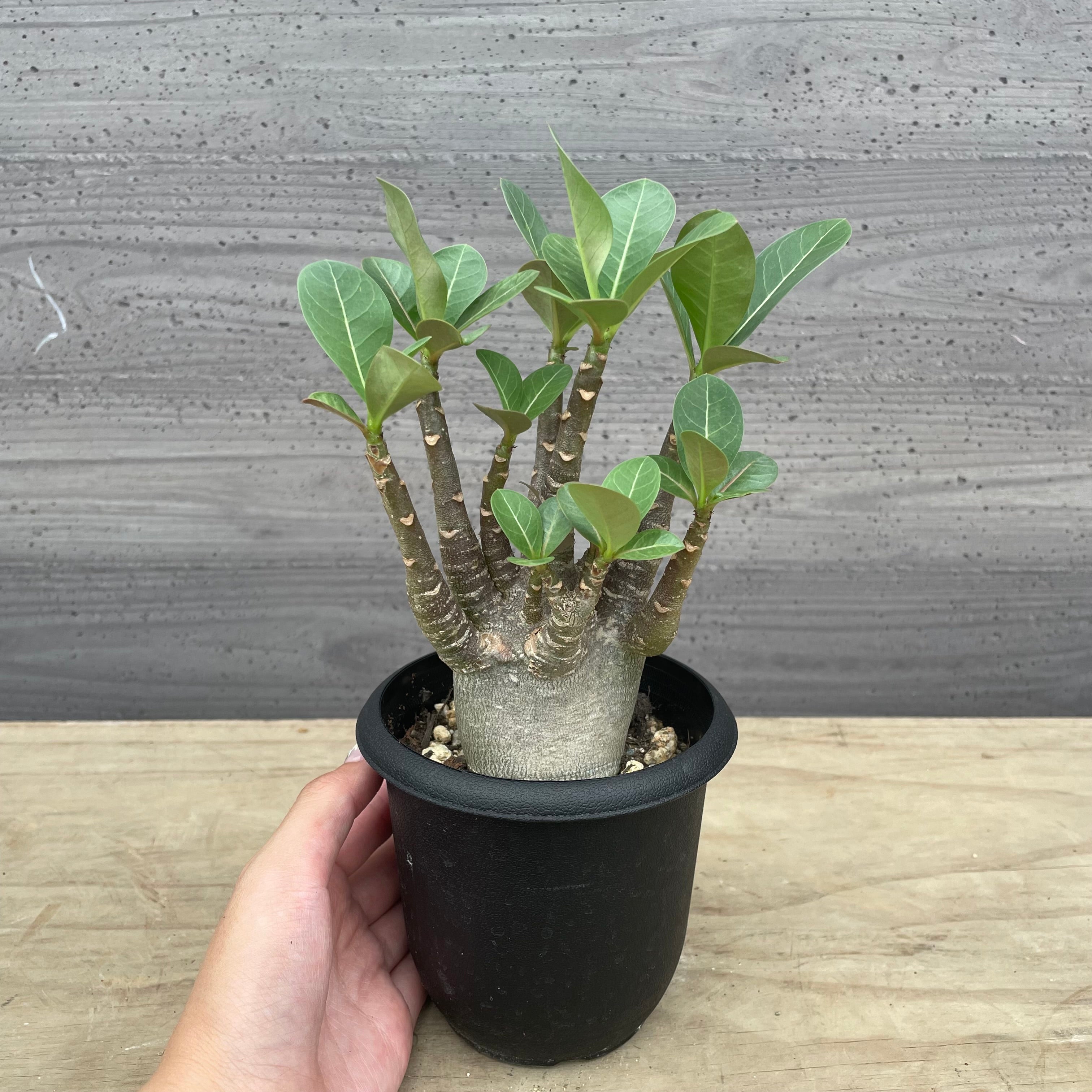 ☆新品種☆バイトラシア☆リボンシャルマン☆5号鉢☆谷田部園芸☆ Pickup 全ての商品 – 植物家族