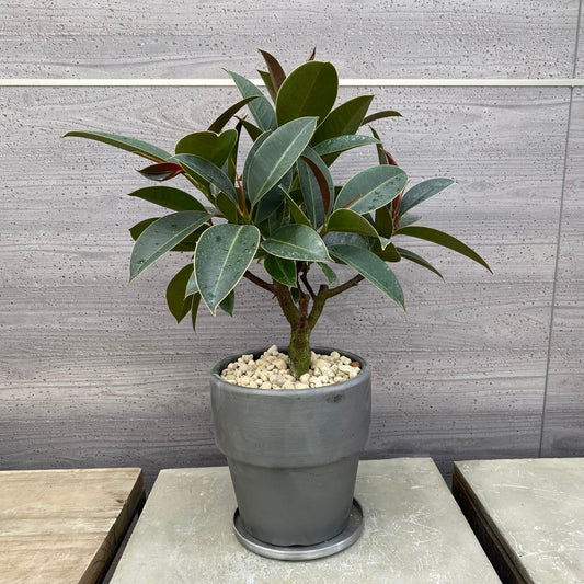 フィカス　メラニー　SMOKED PLANTER