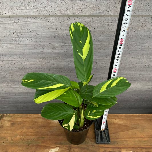 市場仕入れ即売会　No.25040　カラテア　ルベルシアーナ　5号鉢