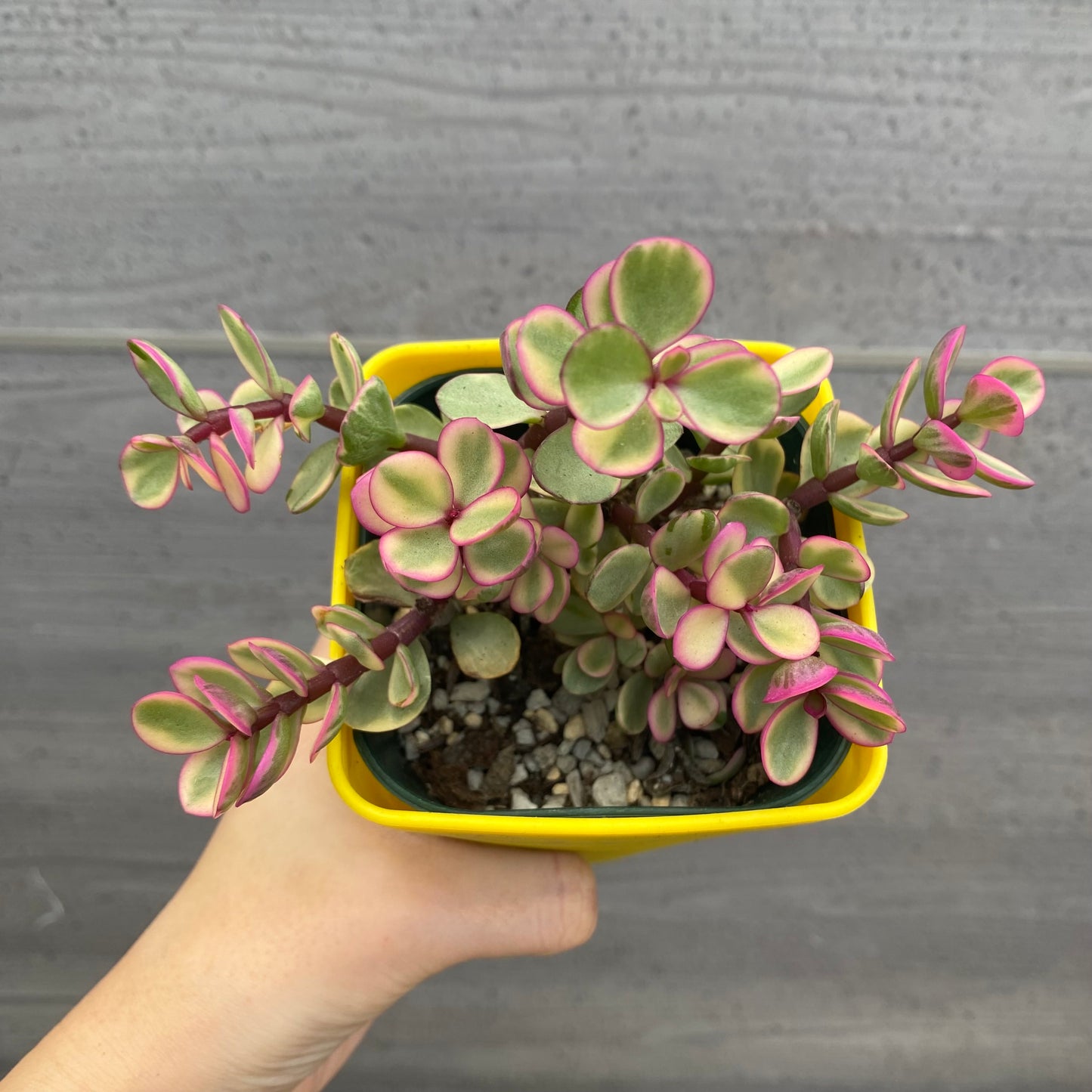 No.08003　多肉植物　5点セット