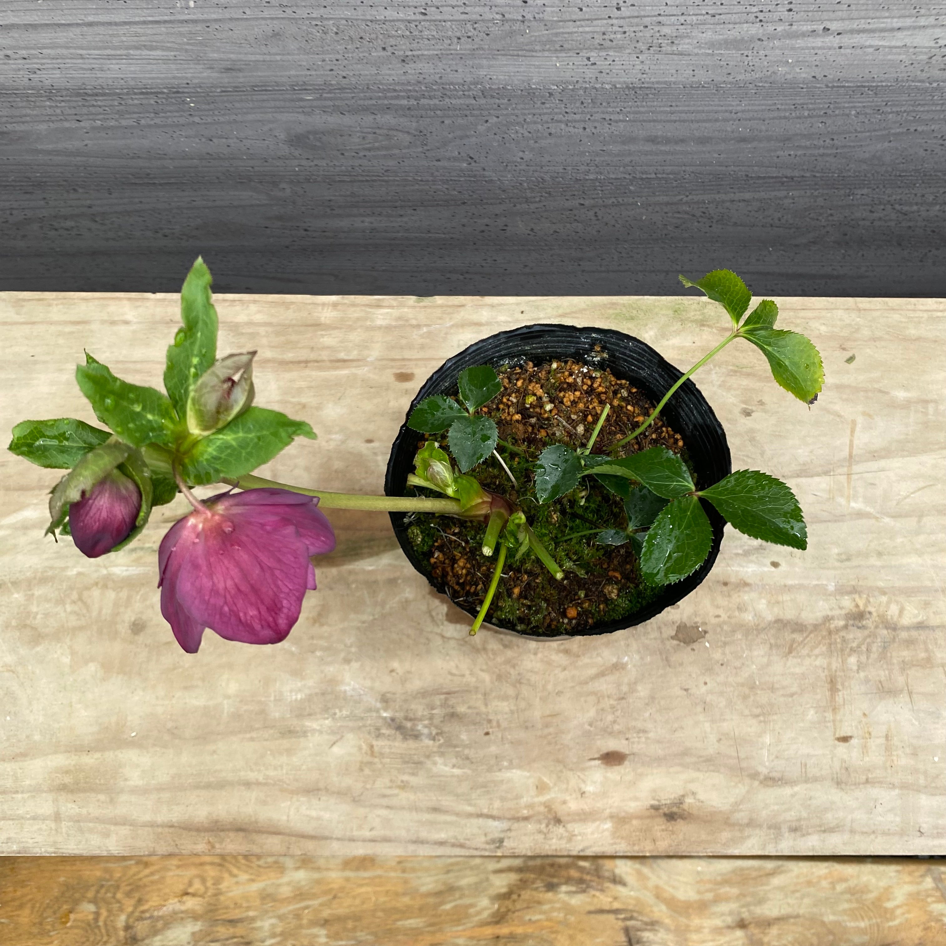 即売会 No.27077 クリスマスローズ ダブル咲き 4.5号苗ポット – 植物家族