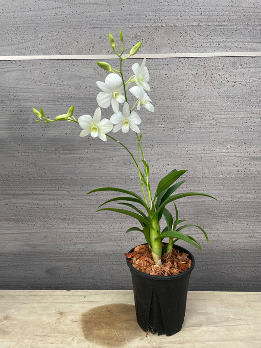 　デンファレ　4号鉢　植え替え済み　　　　　