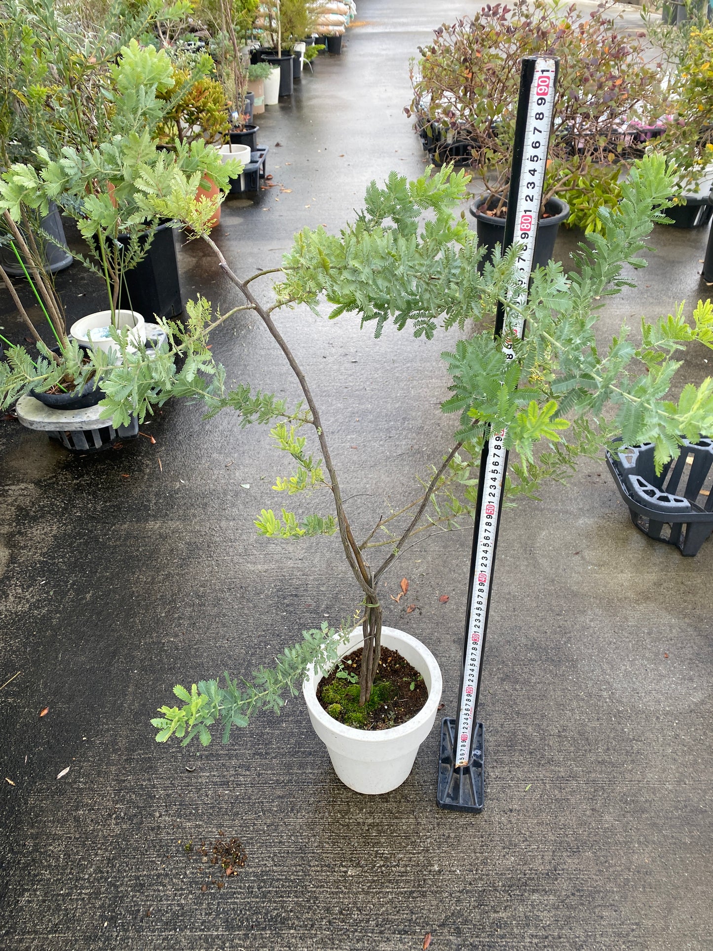 農場創業祭 No.26051　ミモザアカシア　6号おすすめ白ポット