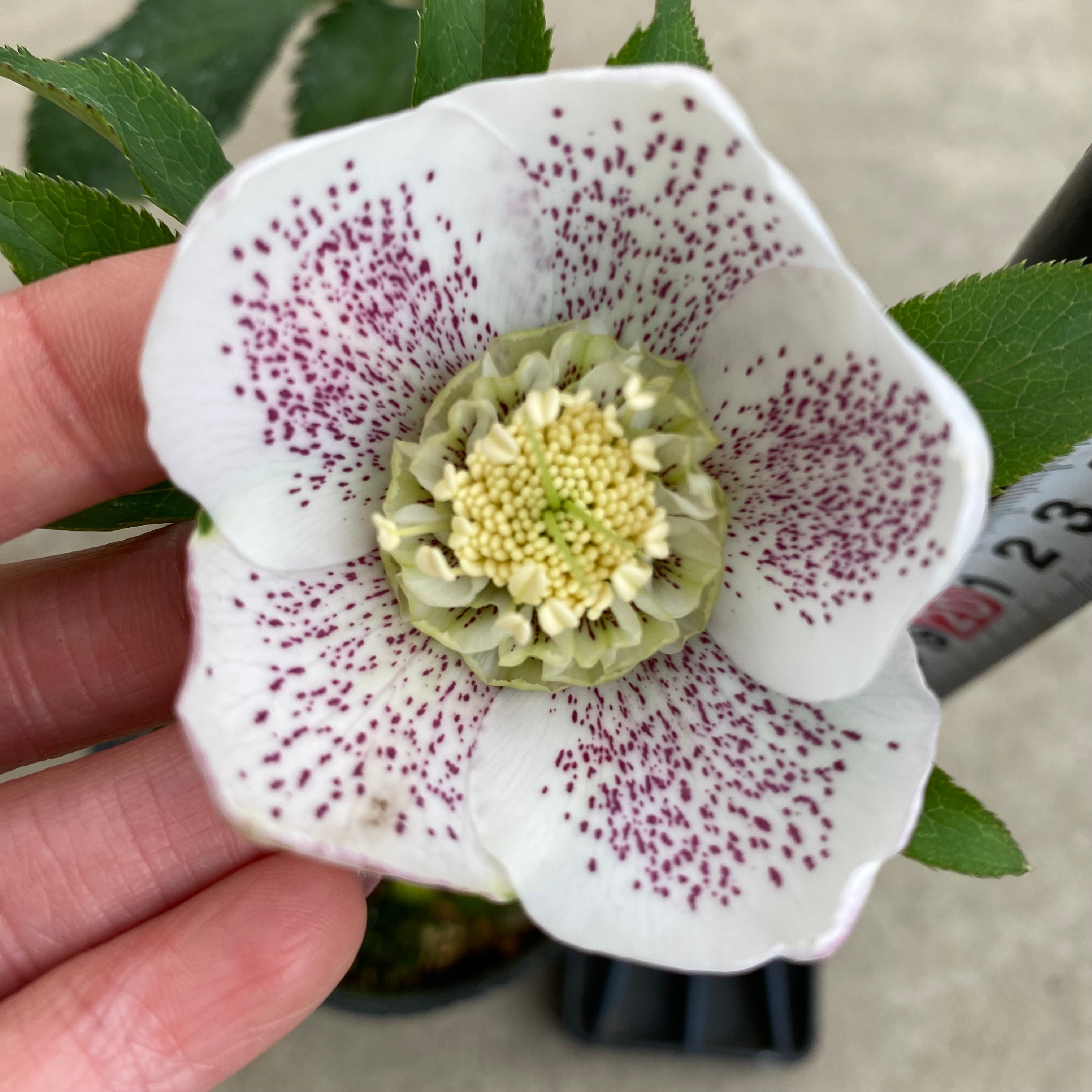 坊ノ前様にご提案苗㉖-105クリスマスローズ 20054 クリスマスローズ シングル咲き 3.5号苗ポット – 植物家族