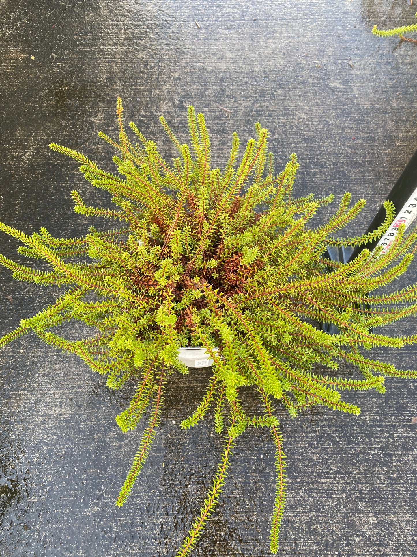 農場創業祭 No.26038　エンペトルム　バーンスタイン　5号鉢